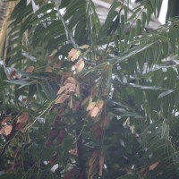 Ailanthus triphysa (Dennst.) Alston